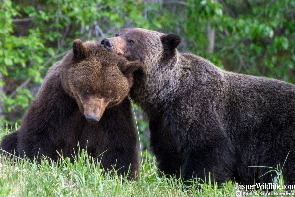 Jasper Wildlife Tour Grizzly Bears Mating 2019