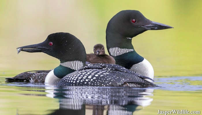 Loons in Canada