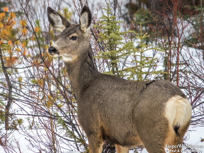 Mule Deer Jasper Wildlife Tours 2019 2