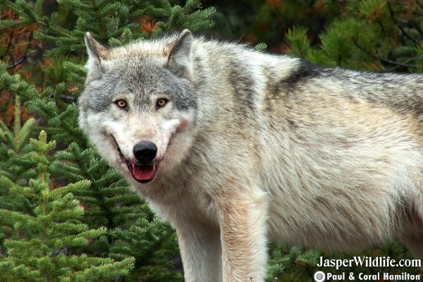 Wolf in Jasper, Alberta