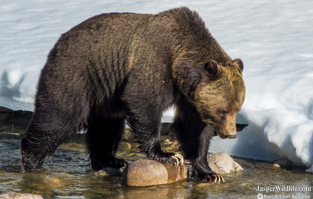 grizzly brown bear jasper