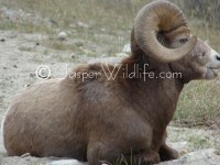 102 Jasper Wildlife Large Bighorn Sheep Resting 2