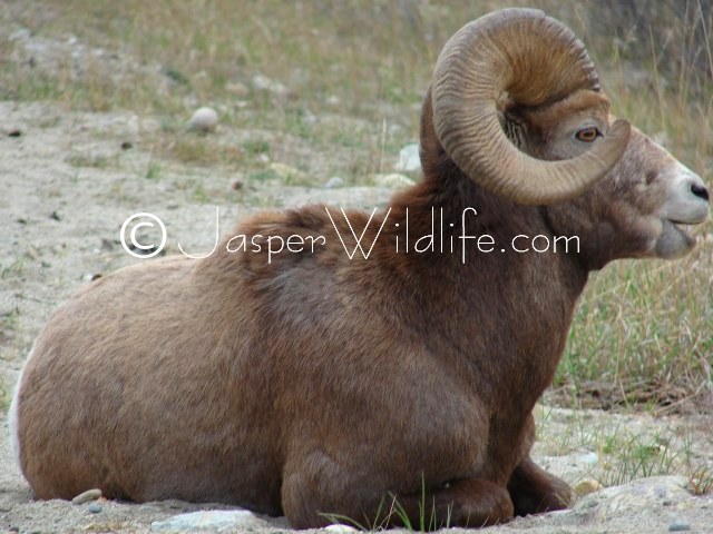 102 Jasper Wildlife - Large Bighorn Sheep Resting 2