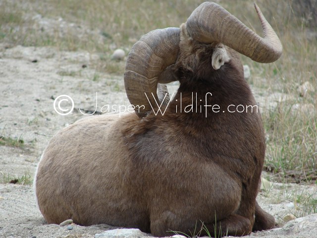 103 Jasper Wildlife - Large Bighorn Sheep Scratching