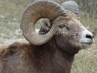 105 Jasper Wildlife - Large Bighorn Sheep Head