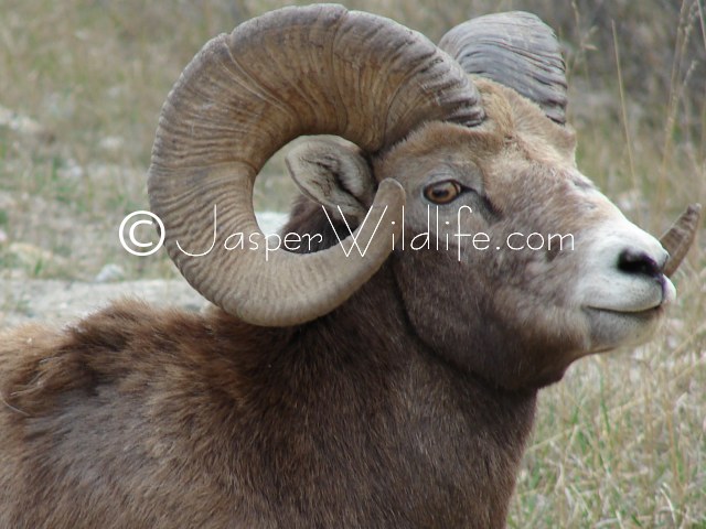 105 Jasper Wildlife - Large Bighorn Sheep Head