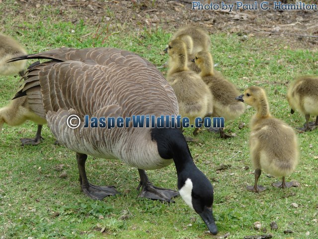 Jasper Wildlife Canada Goose with Young