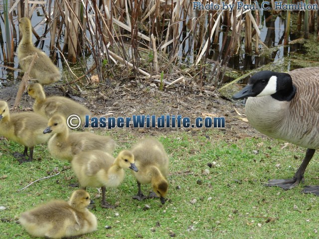 Jasper Wildlife Canada Goose with Young