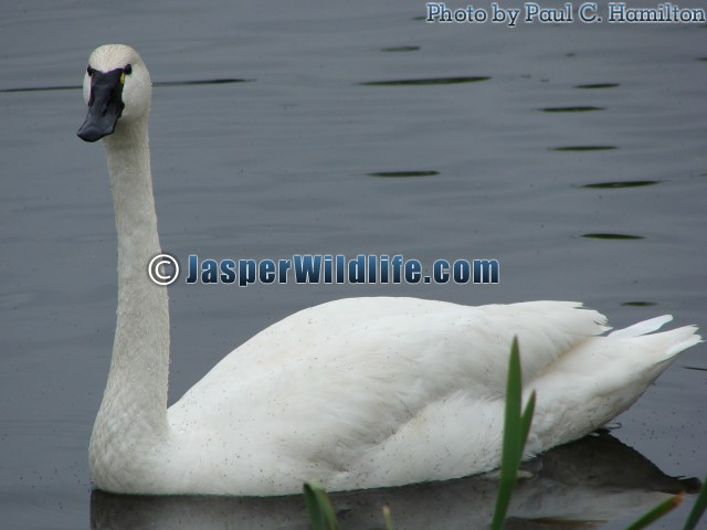 Jasper Wildlife Swan