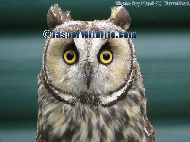 Jasper Wildlife Owl Looking
