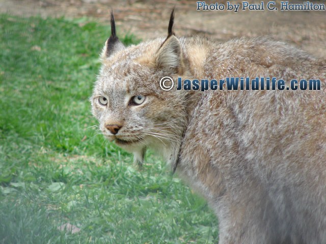 Jasper Wildlife Lynx on the Move