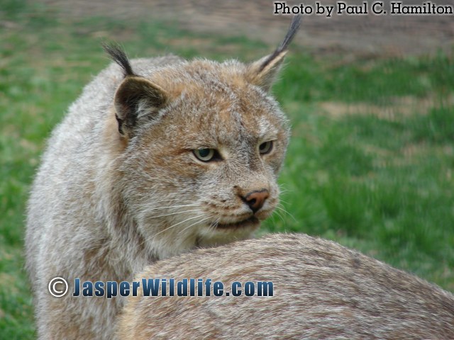Jasper Wildlife Lynx Mating Partners