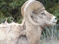 94 Jasper Wildlife Bighorn Sheep Losing Winter Hair