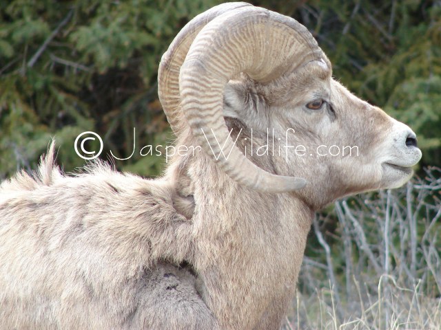 94 Jasper Wildlife - Bighorn Sheep Losing Winter Hair
