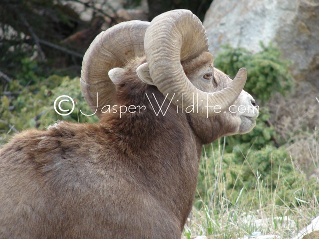 96 Jasper Wildlife - Very Large Bighorn Sheep
