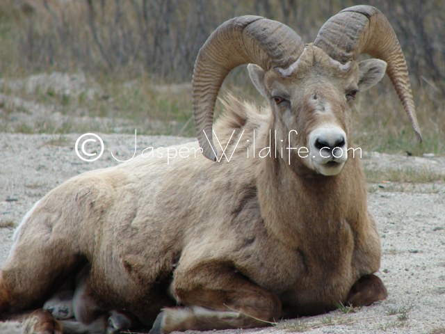 99 Jasper Wildlife Bighorn Sheep Resting