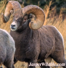 Jasper Bighorn Sheep