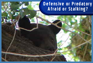 Black Bear Watching, Stalking or Hiding