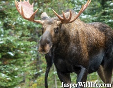Jasper Wildlife Bull Moose