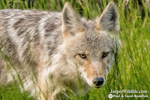 Coyote in Jasper, Alberta