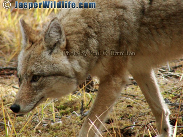 Determined Look of Coyote 100907 012 Jasper Wildlife