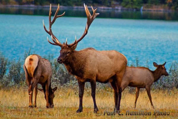 Jasper elk male - Wildlife