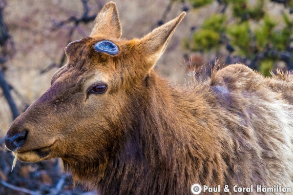 Jasper Elk Bull Just After Losing It's Rack in late March 2018 - Wildlife