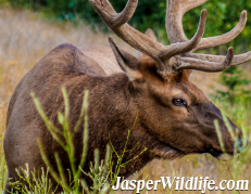 Jasper Elk