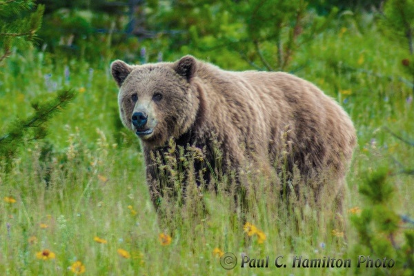 Jasper grizzly bear brown - Wildlife