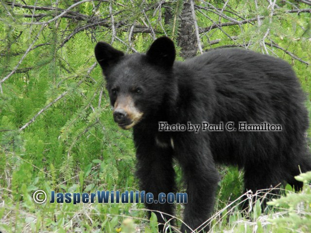 Jasper Wildlife - 1 Year Old Black Bear Cub 1249