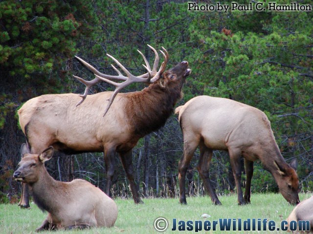 Jasper Wildlife 17272 Big Elk Bull Inspecting his Timing