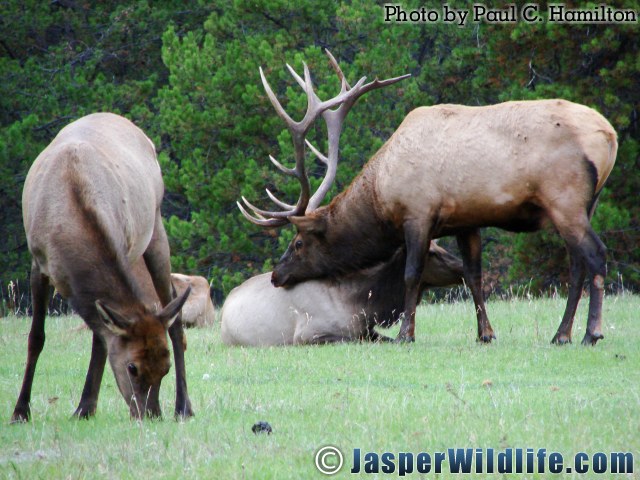 Jasper Wildlife 17273 Big Elk Bull Nuzzles Female