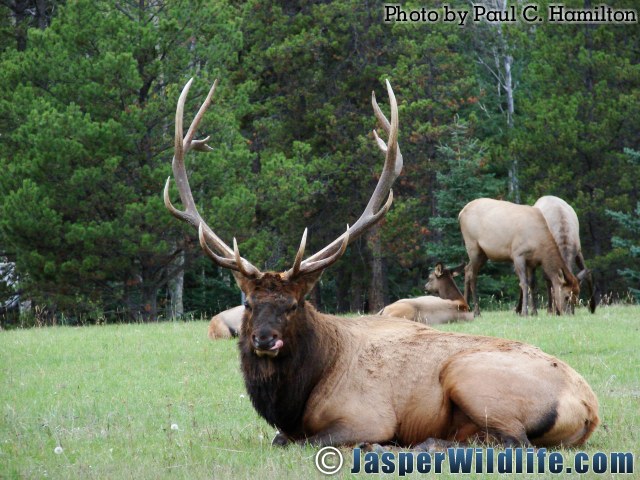 Jasper Wildlife 17274 Big Elk Bull Rests with Harem