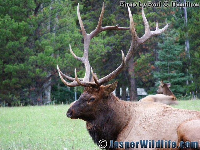 Jasper Wildlife 17274 Big Elk Bull Rutting Season Rack