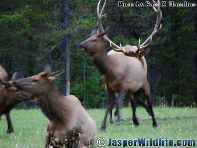 Jasper Wildlife 17276 Big Elk Bull Runs After Female