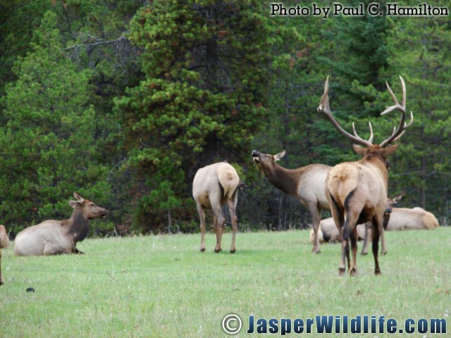 Jasper Wildlife 17278 Big Elk Bull Investigates Trouble