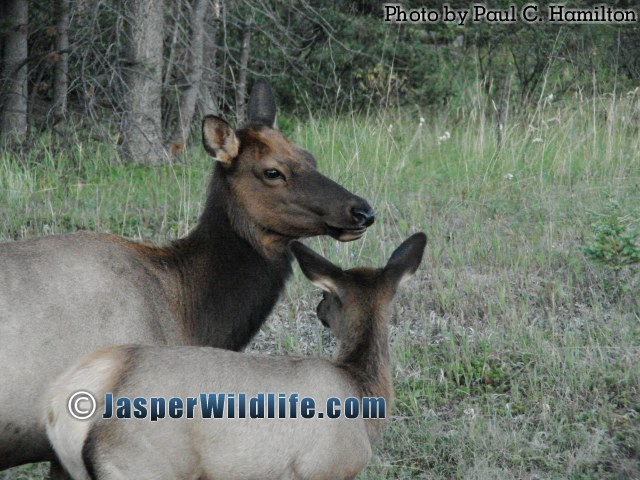 Jasper Wildlife 17279 Elk Mother and Calf