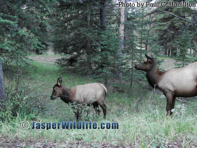 Jasper Wildlife 17281 Elk Calf and Mother
