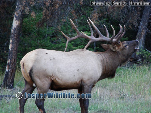 Jasper Wildlife 17282 Bull Elk Bugles