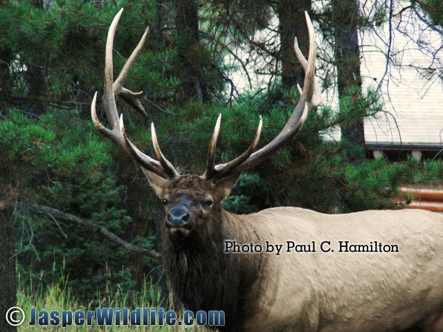 Jasper Wildlife 17283 Prime Bull Elk Sept