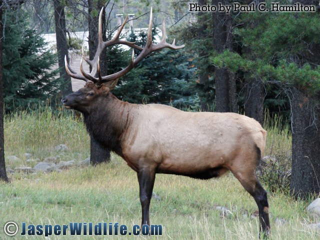 Jasper Wildlife 17286 Healthy Bull Elk Profile