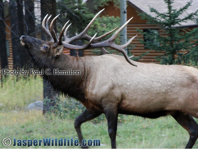 Jasper Wildlife 17287 Bull Elk Fired Up by Females