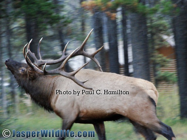Jasper Wildlife 17288 Bull Elk Begins Chasing Females