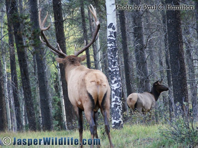 Jasper Wildlife 17289 Bull Elk Seeks Potential Mate