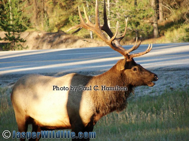 Jasper Wildlife 17290 Bull Elk Near Townsite Entrance