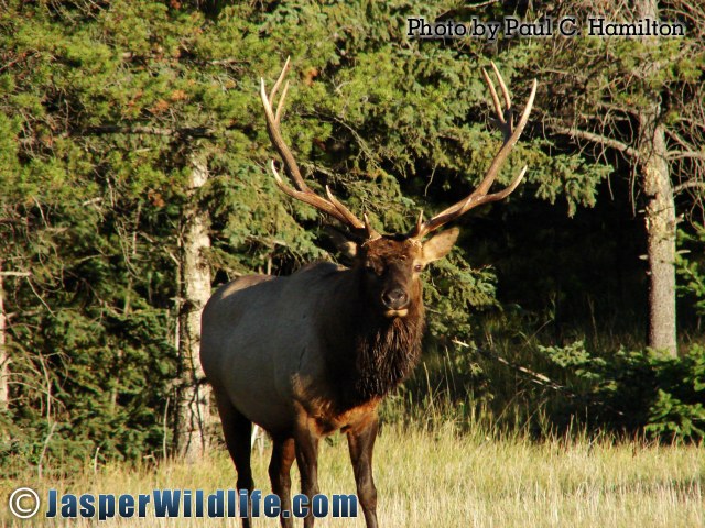Jasper Wildlife 17291 Rack Width of Large Bull Elk