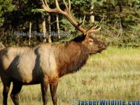 Jasper Wildlife 17292 Largest Bull Elk Seen in Sept