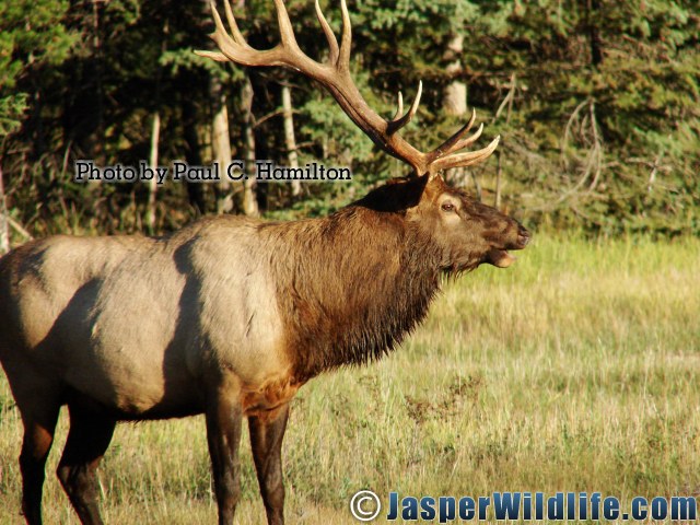 Jasper Wildlife 17292 Largest Bull Elk Seen in Sept