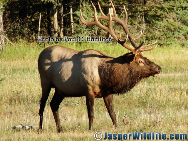 Jasper Wildlife 17293 Largest Bull Elk Seen in Sept