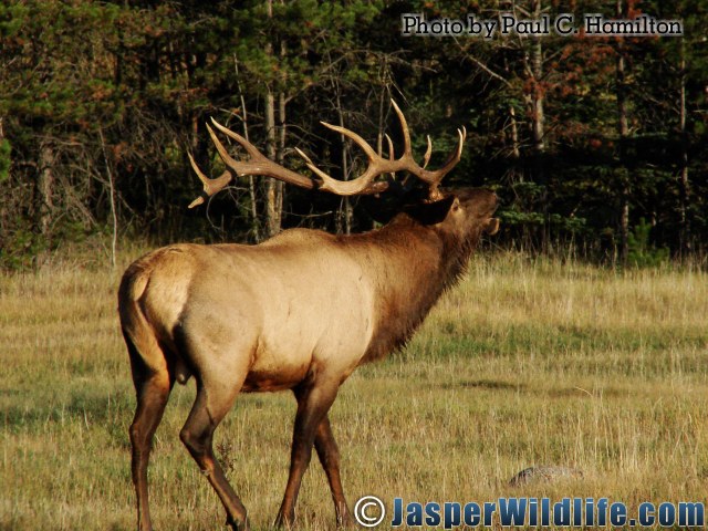 Jasper Wildlife 17294 Large Bull Elk Bugles Near Females